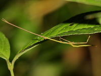 Tirachoidea siamensis - female nymph  - Kaeng Krachan NP