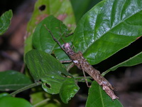 Trachythorax maculicollis - female  - Phuket