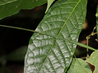 Unidentified Clonaria sp  - Kaeng Krachan NP