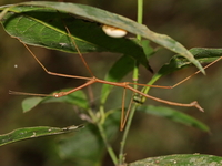 Unidentified Lonchodinae subfamily  - Kaeng Krachan NP