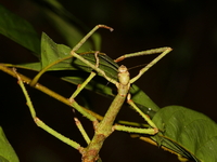 Unidentified Tirachoidea sp  - Mae Moei NP