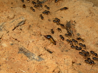 Macrotermes carbonarius  - Phuket