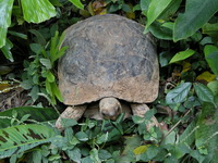 Asian Giant Tortoise  - Krabi