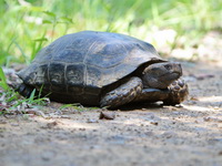 Asian Giant Tortoise  - Kaeng Krachan NP