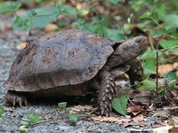 Asian Giant Tortoise  - Bala