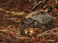 Asian Giant Tortoise  - Kaeng Krachan NP