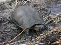 Black Marsh Turtle  - Koh Phra Thong