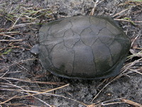 Black Marsh Turtle  - Koh Phra Thong
