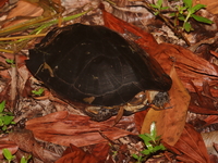 Black Marsh Turtle  - Pha Phru Sirindhorn