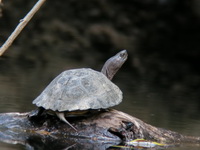Black-bridged Leaf Turtle  - Khao Yai NP