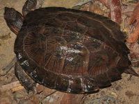 Black-bridged Leaf Turtle  - Khao Soi Dao WS