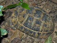 Elongated Tortoise  - Krabi