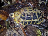 Elongated Tortoise  - Khao Pra Bang Khram WS
