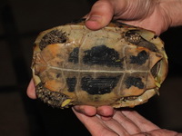 Elongated Tortoise  - Kaeng Krachan
