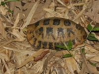 Elongated Tortoise  - Lampang