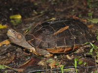 Giant Asian Pond Turtle  - Baan Maka
