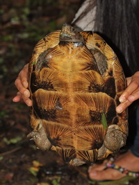 Giant Asian Pond Turtle  - Baan Maka