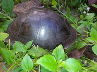 Malayan Box Turtle  - Thai Muang