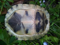 Malayan Box Turtle  - Thai Muang