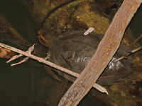 Malayan Flat-shelled Turtle  - Thale Ban NP