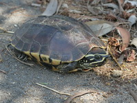 Malayan Snail-eating Turtle  - Bueng Boraphet