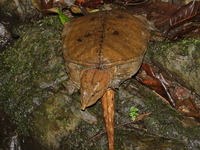 Malayan Softshell Turtle  - Kaeng Krachan NP