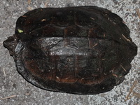 Oldham's Leaf Turtle  - Mae Wong NP