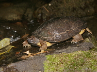 Oldham's Leaf Turtle  - Namtok Ngao NP
