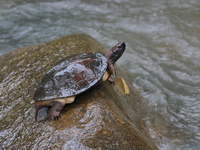 Oldham's Leaf Turtle  - Khao Sok NP