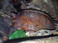 Spiny Hill Turtle  - Bala