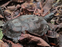 Spiny Hill Turtle  - Bala