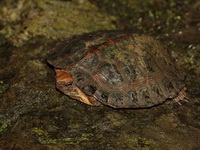 Sunda Leaf Turtle  - Khao Sok NP