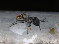 Camponotus auriventris  - Khao Ramrom