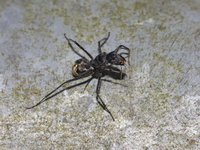 Camponotus auriventris  - Khao Ramrom