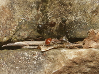Camponotus nicobarensis  - Baan Maka