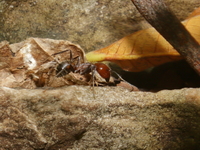 Camponotus nicobarensis  - Baan Maka
