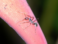 Camponotus singularis  - Phuket