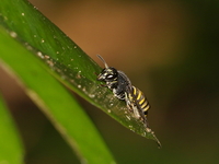 Lissodynerus septemfasciatus - female  - Kaeng Krachan NP