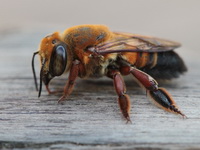 Megachile amputata  - Kaeng Krachan NP