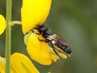 Megachile disjuncta  - Baan Maka