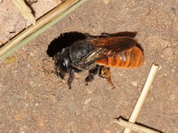Megachile fraterna  - Kaeng Krachan NP