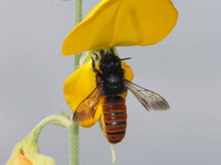 Megachile fraterna  - Baan Maka