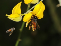 Megachile fraterna  - Baan Maka