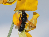Megachile fulvipennis  - Baan Maka