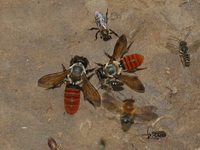 Megachile impressa  - Umphang WS
