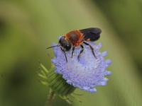 Megachile monticola  - Doi Chang