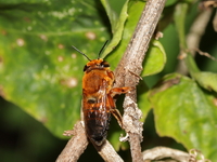 Megachile velutina  - Baan Maka