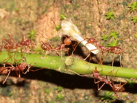 Oecophylla smaragdina  - Khao Banthad WS