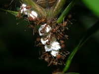 Oecophylla smaragdina  - Phuket