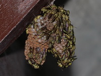 Parapolybia varia  - Pa Phru Sirindhorn